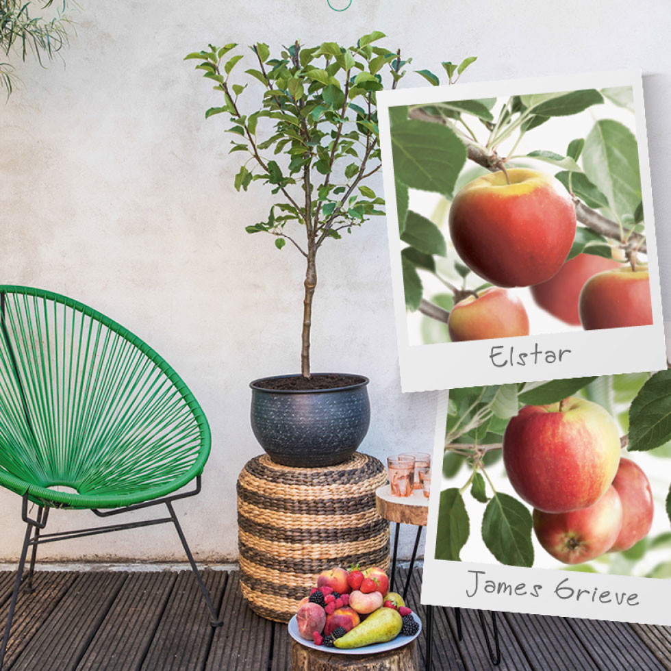 Duo Patio Apple Tree - Mr Middleton Garden Shop