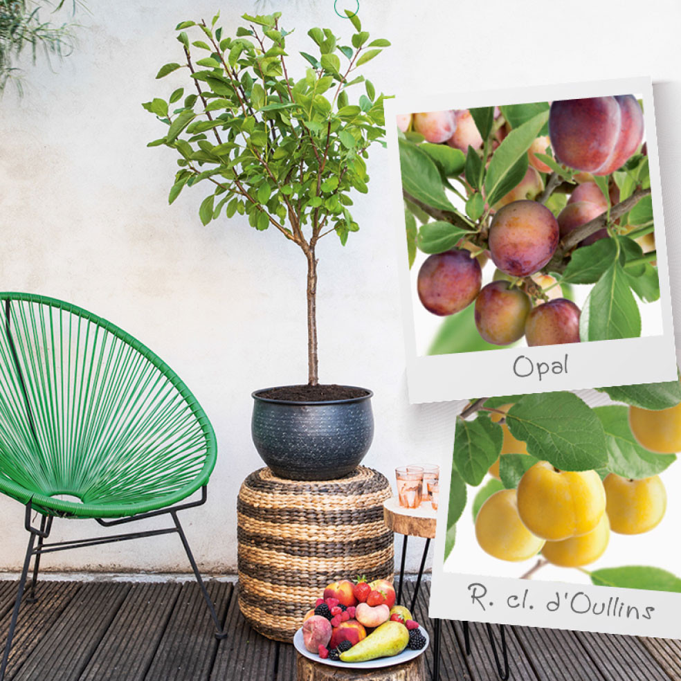 Duo Patio Plum Tree Mr Middleton Garden Shop