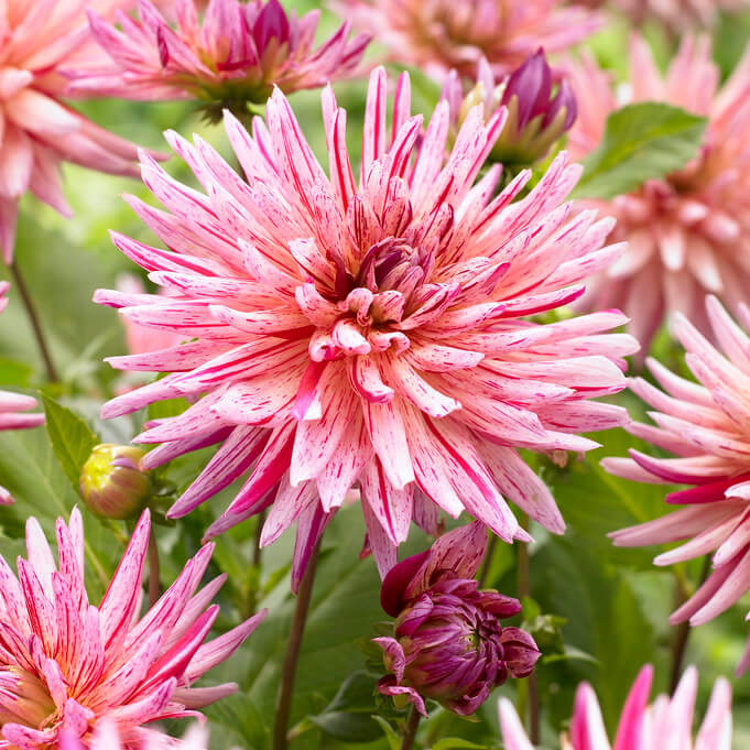 dahlia alain mimoun large cactus mr middleton garden shop