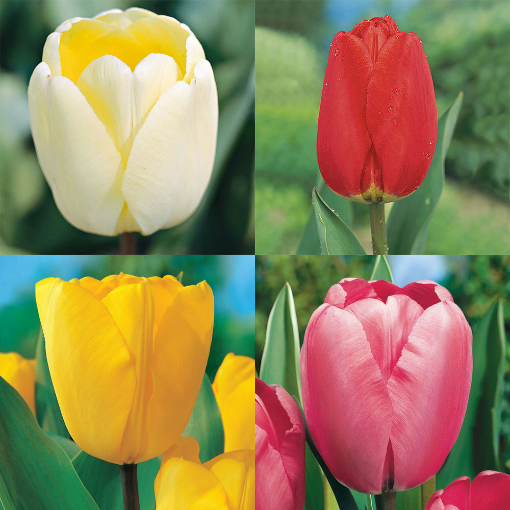 Perennial Tulips Collection Mr Middleton Garden Shop