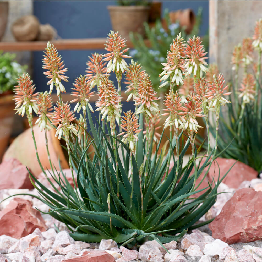 Hardy Aloe Safari Sunrise - Mr Middleton Garden Shop