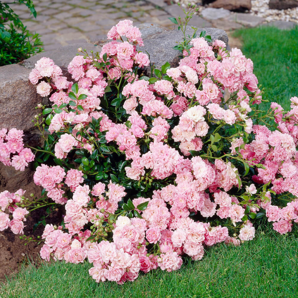 The Fairy Ground Cover Shrub Rose Mr Middleton Garden Shop