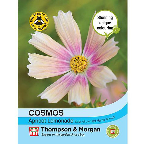 Cosmos Bipinnatus Apricot Lemonade - Mr Middleton Garden Shop