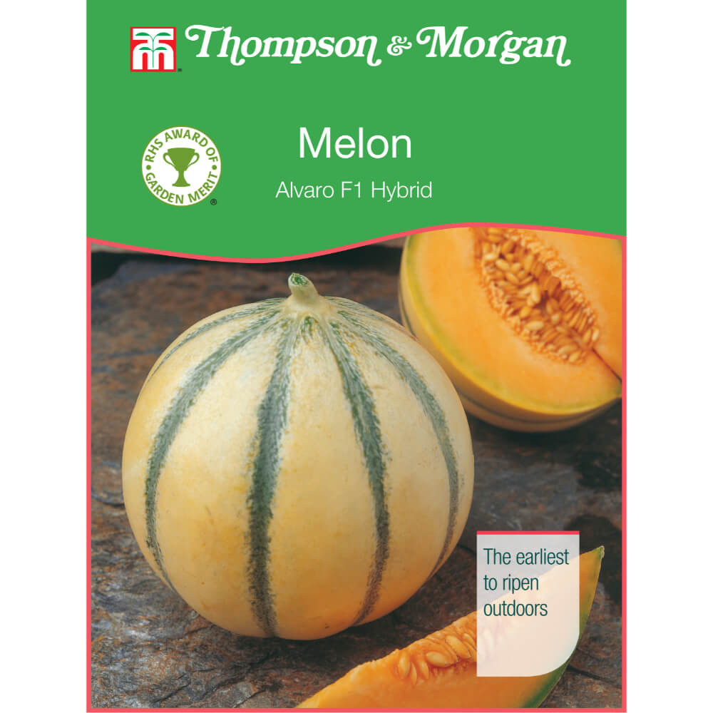 Melon Alvaro F1 Hybrid (AGM Range) Mr Middleton Garden Shop
