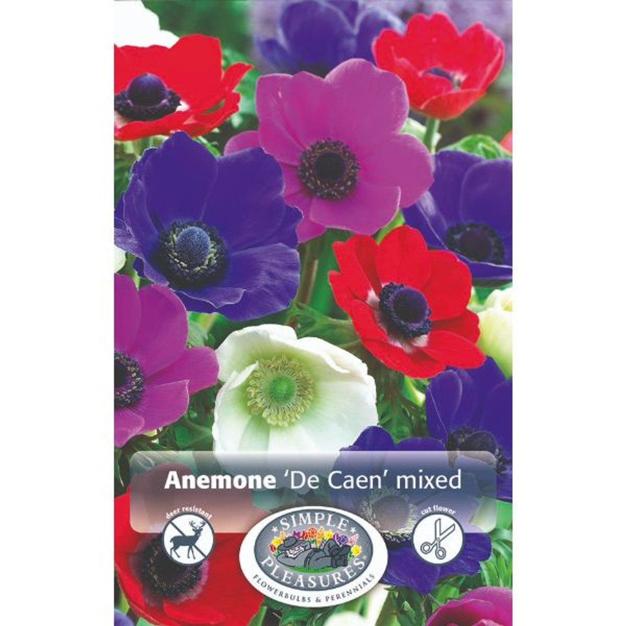 Anemone Mr Forket SBS - Mr Middleton Garden Shop