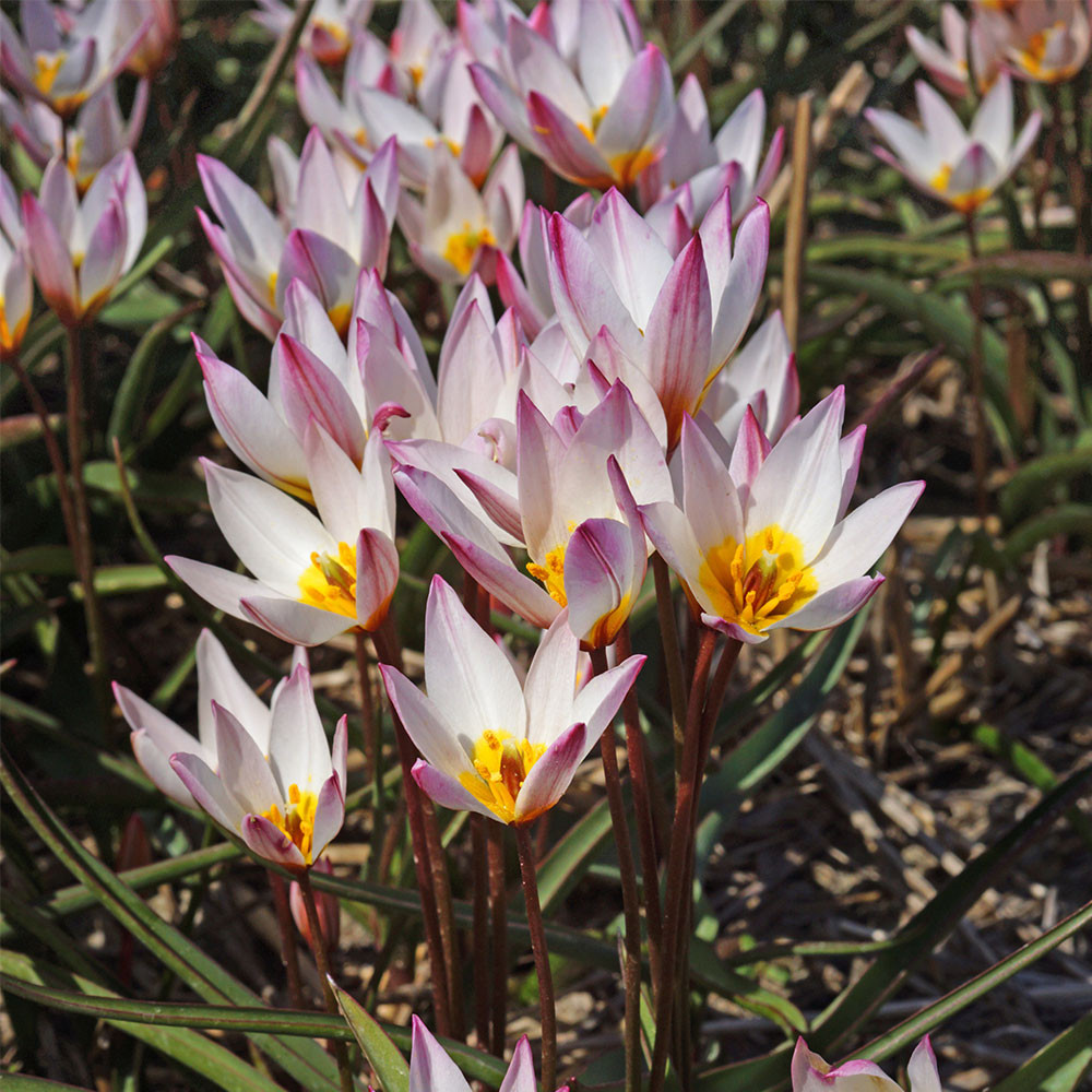 Tulip Cretica Hilde Species (WEB) - Mr Middleton Garden Shop