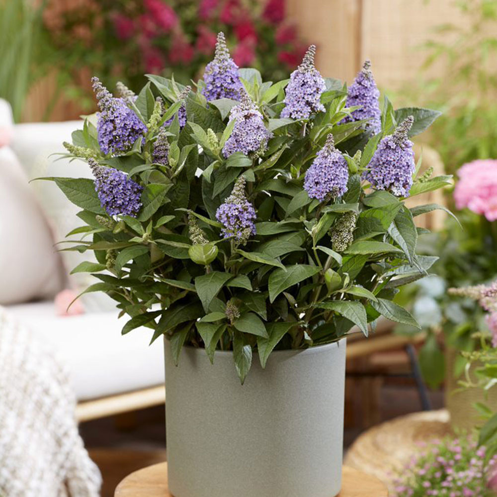 Buddleia Butterfly Candy® Lila Sweetheart - Mr Middleton Garden Shop