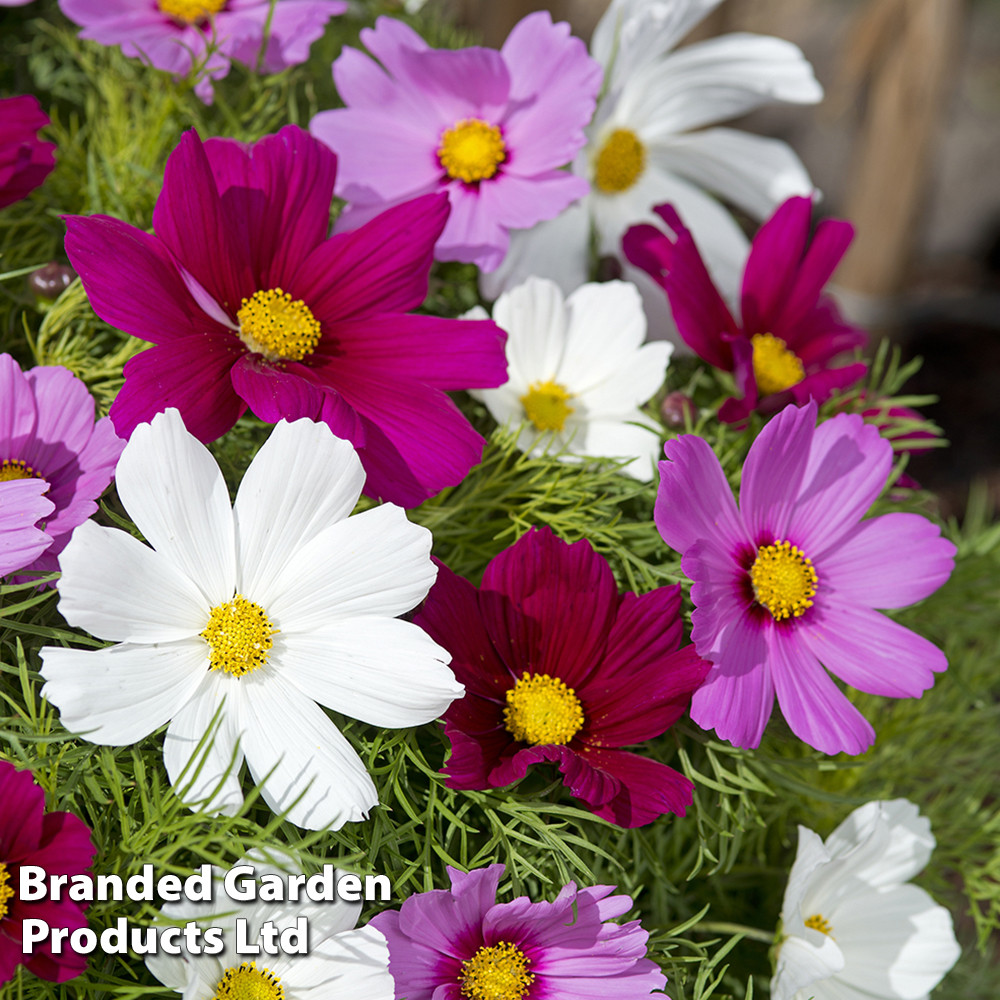 Cosmos Candyfloss Mix Mr Middleton Garden Shop Cosmos Candyfloss Mix Mr Middleton Garden Shop