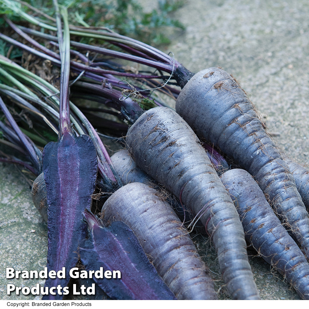 carrot-purple-sun-f1-hybrid-new-kew-collection-mr-middleton