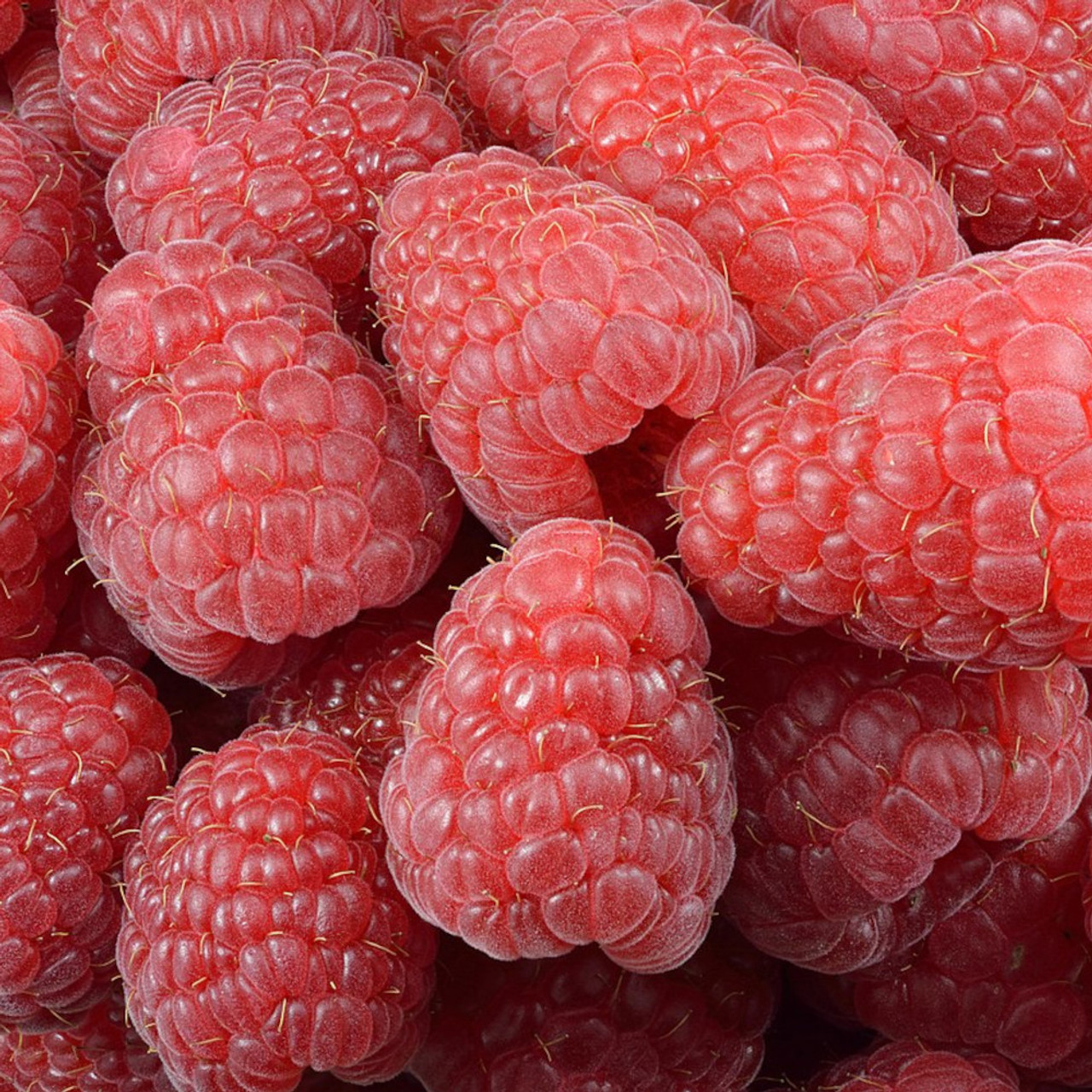 Raspberry Meeker Mr Middleton Garden Shop