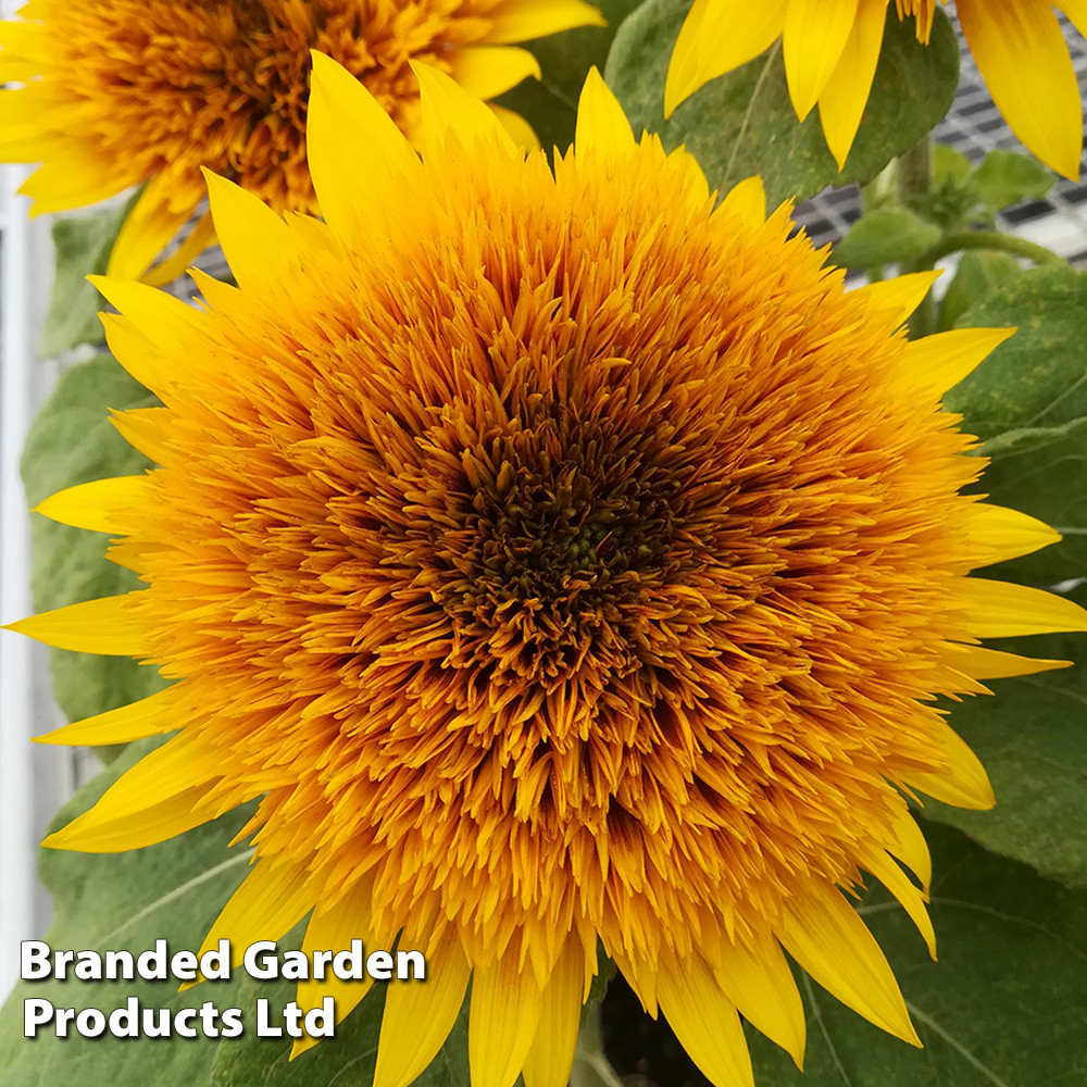Sunflower 'Fire Fox' - Seeds - Mr Middleton Garden Shop