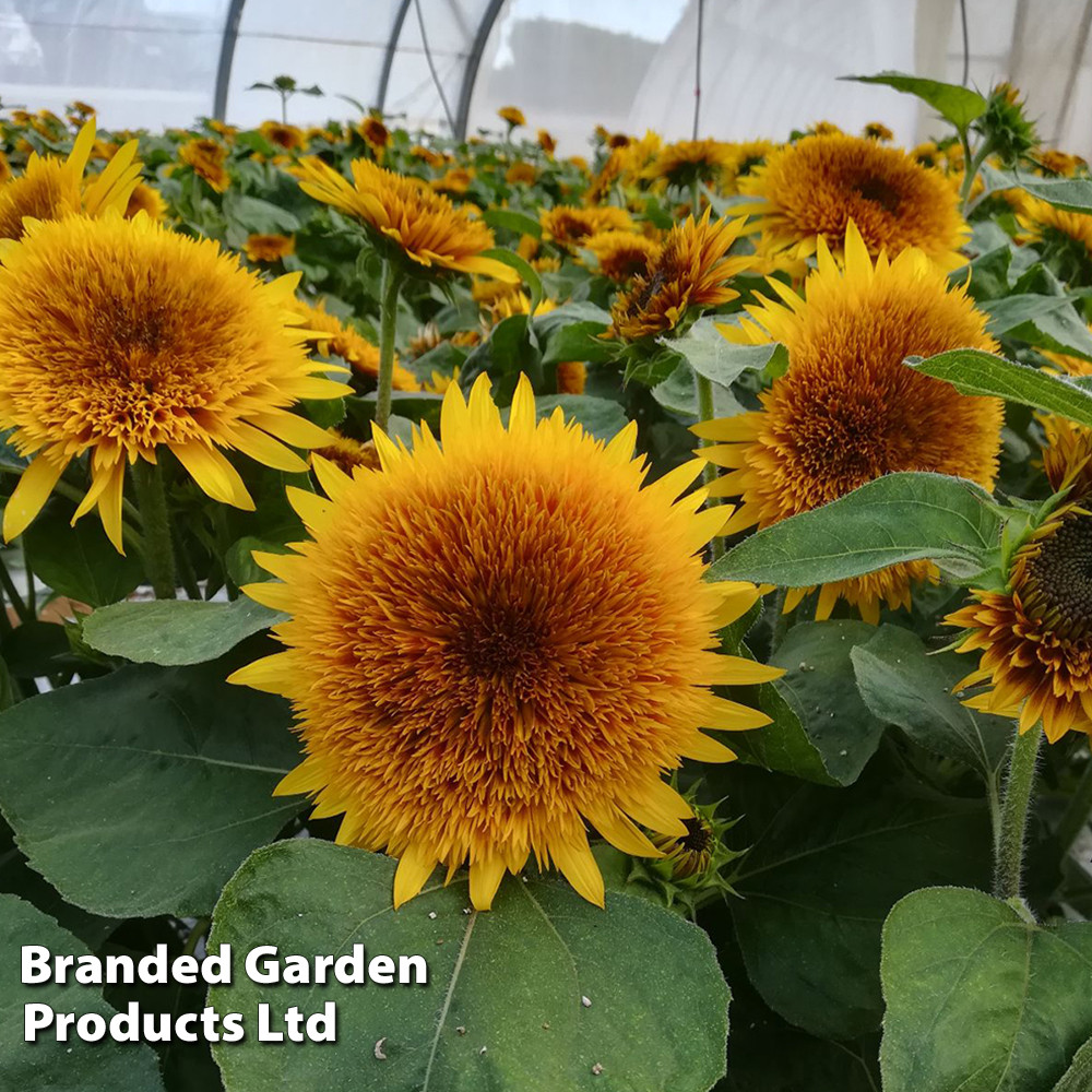 Sunflower 'Fire Fox' - Seeds - Mr Middleton Garden Shop