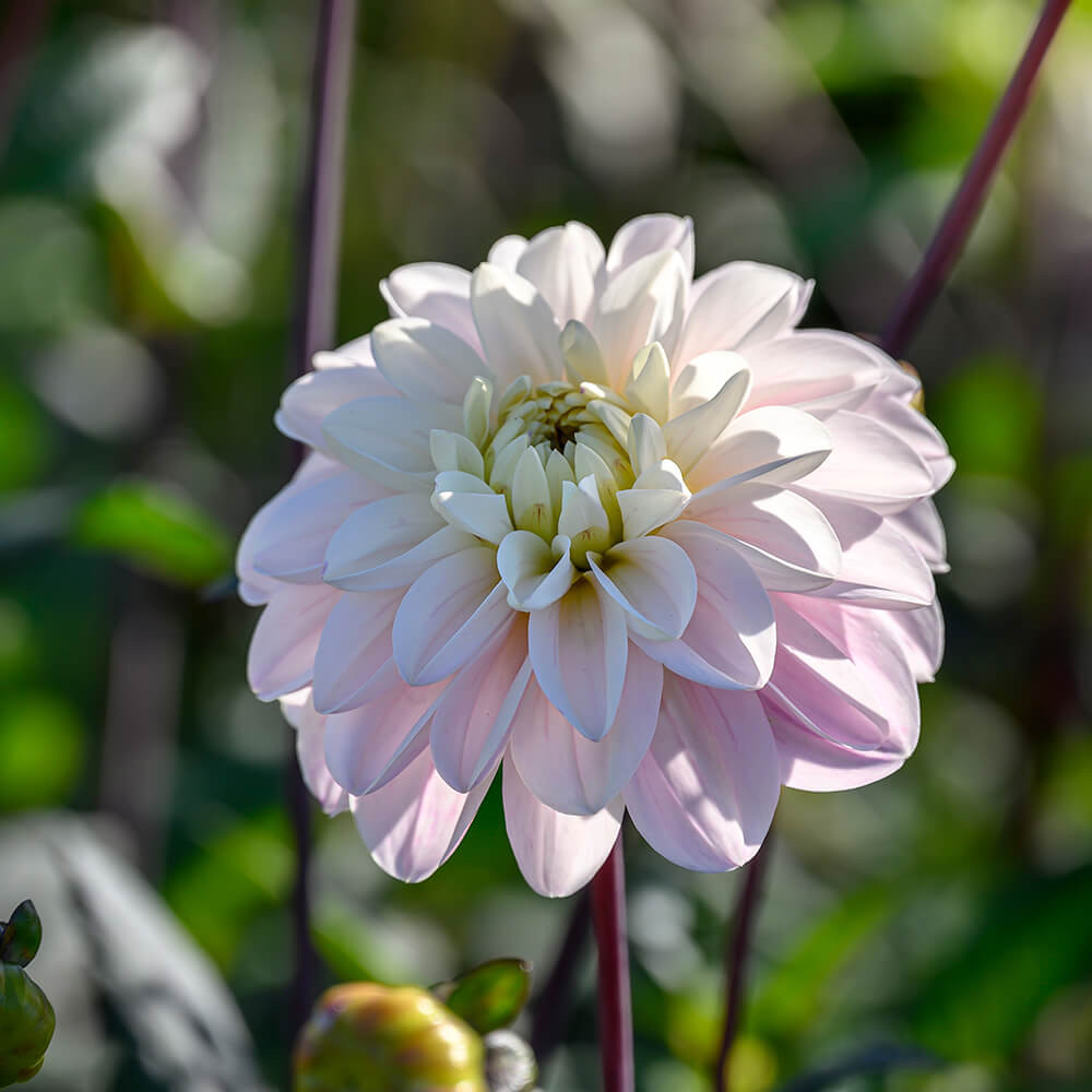 Dahlia Espacio Dark Leaved - Mr Middleton Garden Shop