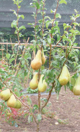 Family Pear Tree