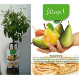 pear tree gardening in dublin