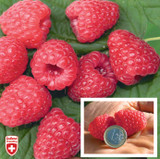 Raspbery Twotimer sugana