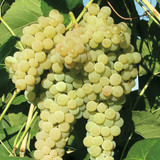 Grape Vine White Dream