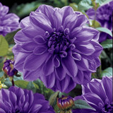 Dahlia Dinner Plate Blue Boy