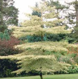 Wedding Cake Tree