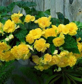 Hanging Basket Begonia Yellow
