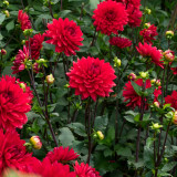 Dahlia Garden Wonder