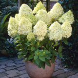 Hydrangea Limelight