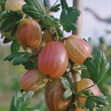 Gooseberry Xenia