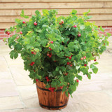 Dwarf Patio Raspberry Ruby Beauty