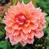 Dahlia Otto Thrill