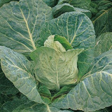 Cabbage Durham Early