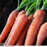 Carrot Amsterdam Forcing