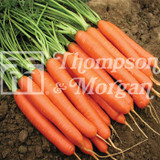 Carrot Romance