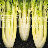 Celery Lathom Self Blanching