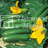 Courgette Defender F1 Hybrid