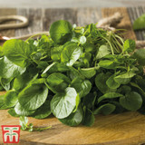 Cress (Watercress)