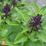 Herb Basil Siam Queen