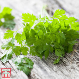 Herb Chervil