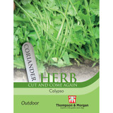 Herb Coriander Calypso
