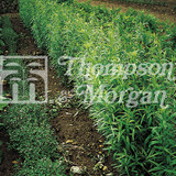 Herb Russian Tarragon