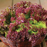 Lettuce Lollo Rossa
