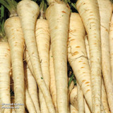 Parsnip Gladiator F1 Hybrid