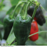 Chilli Pepper 'Padron'