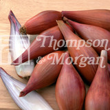 Shallot Figaro