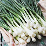 Spring Onion White Lisbon
