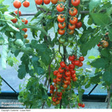 Tomato Gardeners Delight