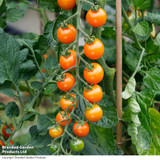 Tomato Sungold