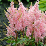 ASTILBE YOUNIQUE SALMON