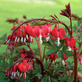 DICENTRA SPECTABILIS VALENTINE