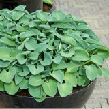 Hosta Blue Mouse Ears