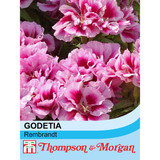 Godetia Rembrandt